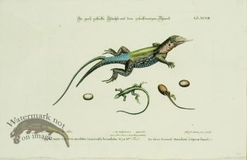 SSM 07 Le Gros Lesard Mouchete a' Quene fourclure (Lizard)